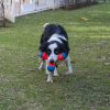 Petmate Chuck It Tri Bumper Dog Toy Floating Fetch-8