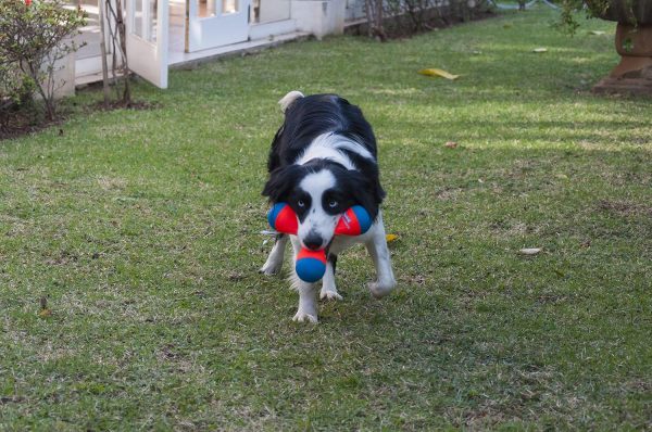 Petmate Chuck It Tri Bumper Dog Toy Floating Fetch-8