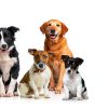 HONGEZEY Dog Flying Disc Waterproof Nylon Feeder Design-1
