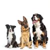 Nerf Dog Tug Ring Fetch Toy for Large Dogs Durable-5