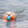 Petmate Chuck It Tri Bumper Dog Toy Floating Fetch-4