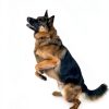 SHAKA Dog Flying Disc Durable Floating Water Bowl-4