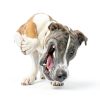 WoofBite Dog Flying Discs for Aggressive Chewers-6