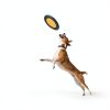 Dog Flying Disc Bifeaw Nylon Core 3‑Size Pack-2