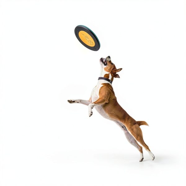 Dog Flying Disc Bifeaw Nylon Core 3‑Size Pack-2